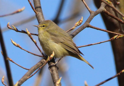 Orange-crowned Warbler