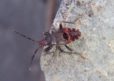 Rhyparochromidae Dirt-colored Seed Bug species nymph