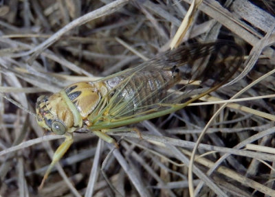 Diceroprocta aurantiaca; Scrub Cicada species