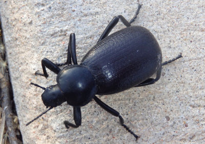 Eleodes obscurus; Darkling Beetle species