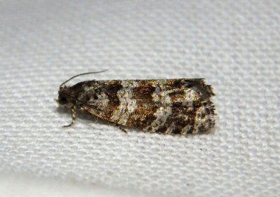 2745 - Taniva albolineana; Spruce Needleminer Moth