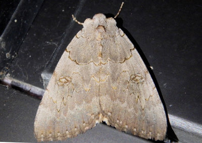 8840 - Catocala illecta; Magdalen Underwing