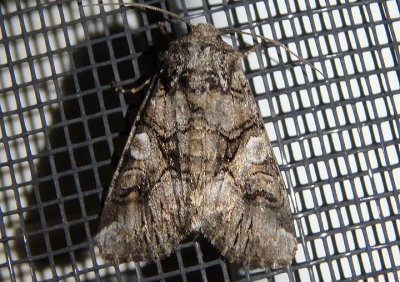 10317 - Hadena capsularis; Capsule Moth