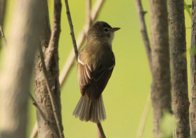 Bell's Vireo