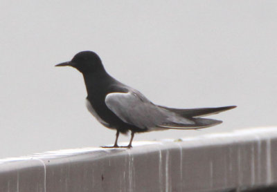 Black Tern; breeding