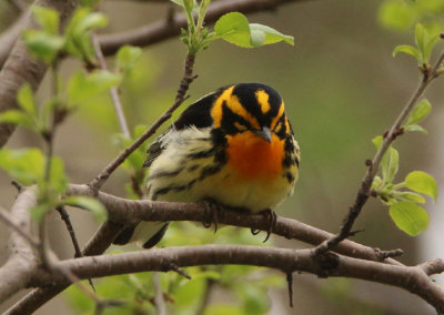 Blackburnian Warbler; male