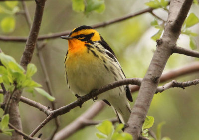 Blackburnian Warbler; male