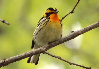 Blackburnian Warbler; male