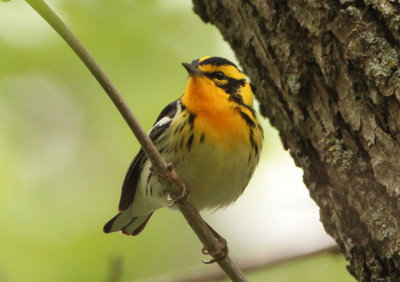 Blackburnian Warbler; male