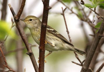 Blackpoll Warbler; female