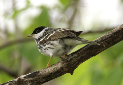 Blackpoll Warbler; male