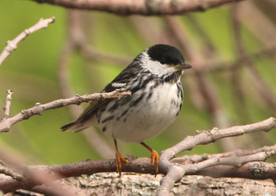 Blackpoll Warbler; male