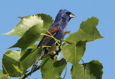 Blue Grosbeak; male