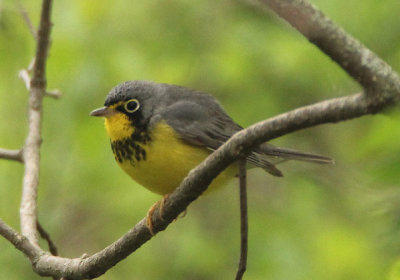 Canada Warbler; male