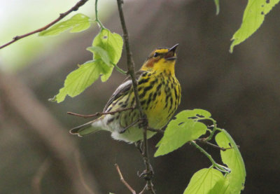 Cape May Warbler; male