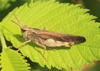Chortophaga viridifasciata viridifasciata; Northern Green-striped Grasshopper; male