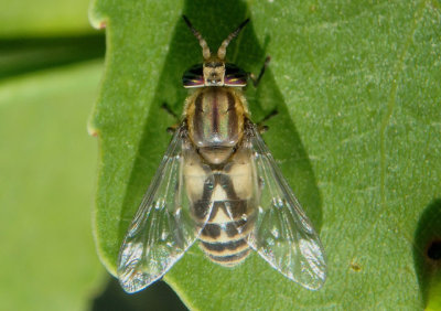 Chrysops Deer Fly species; female