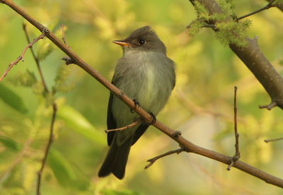 Eastern Wood-Pewee