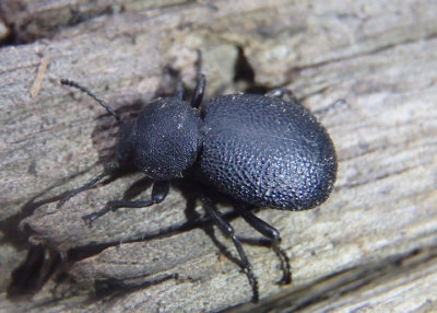 Eleodes pimelioides; Darkling Beetle species