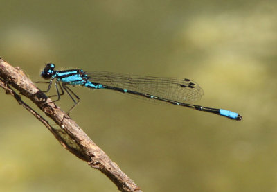 Enallagma geminatum; Skimming Bluet; male