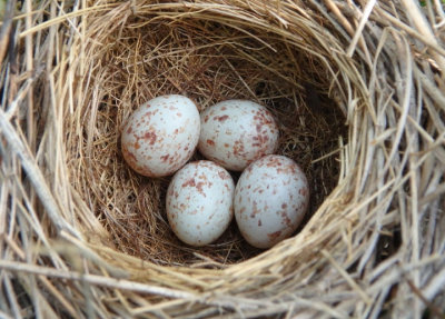 Field Sparrow Nest