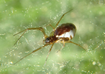 Sheetweb and Dwarf Spiders