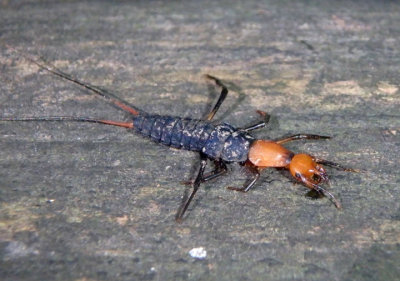 Galerita False Bombardier Beetle species larva