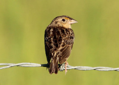 Grasshopper Sparrow