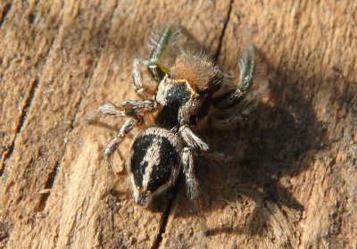 Habronattus viridipes; Jumping Spider species; male