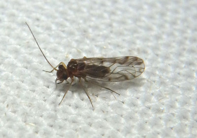 Lachesilla nubilis; Fateful Barklouse species