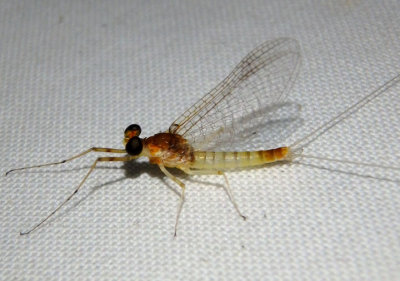 Maccaffertium terminatum; Stream Mayfly species