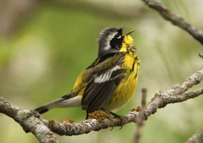 Magnolia Warbler; male