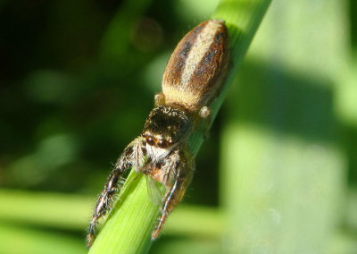Marpissa formosa; Jumping Spider species; female