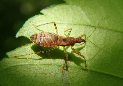 Nabis Damsel Bug species nymph