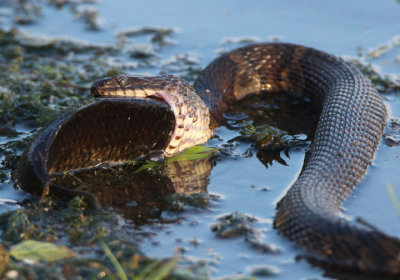 Northern Water Snake with fish
