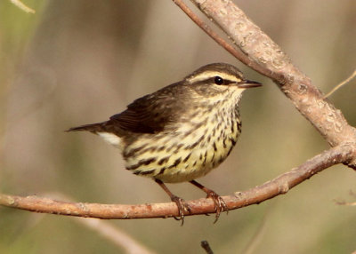 Northern Waterthrush