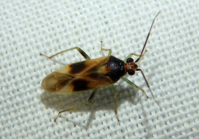 Orthotylus ornatus; Plant Bug species