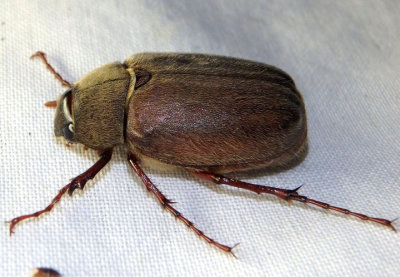 Phyllophaga crenulata; May Beetle species