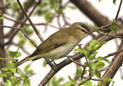 Red-eyed Vireo