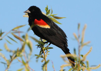 Red-winged Blackbird; male