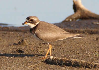 Semipalmated Plover; breeding