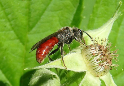 Sphecodes Sweat Bee species; female