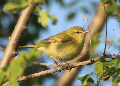 Tennessee Warbler; female