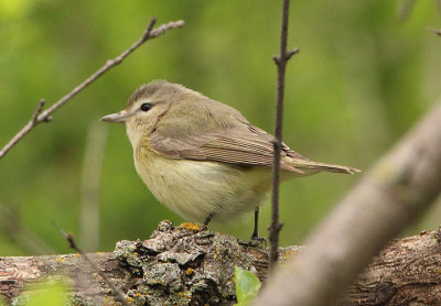 Warbling Vireo