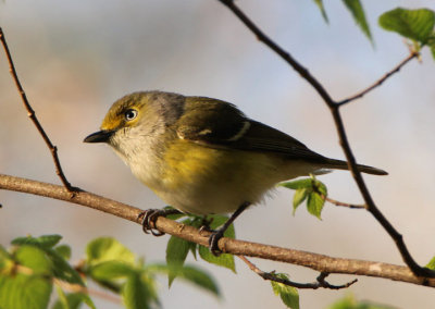 White-eyed Vireo