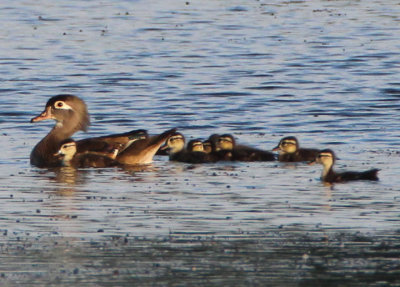 Wood Ducks