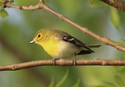 Yellow-throated Vireo