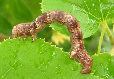 6652 - Lycia ypsilon; Wooly Gray caterpillar