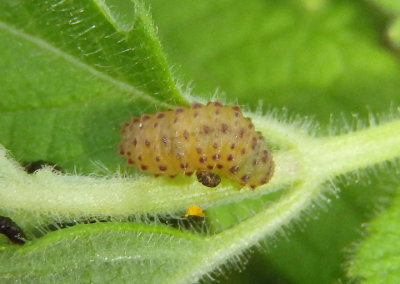 Kuschelina gibbitarsa; Leaf Beetle species larva