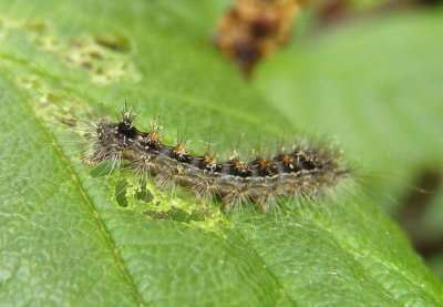 8318 - Lymantria dispar; Gypsy Moth caterpillar; exotic